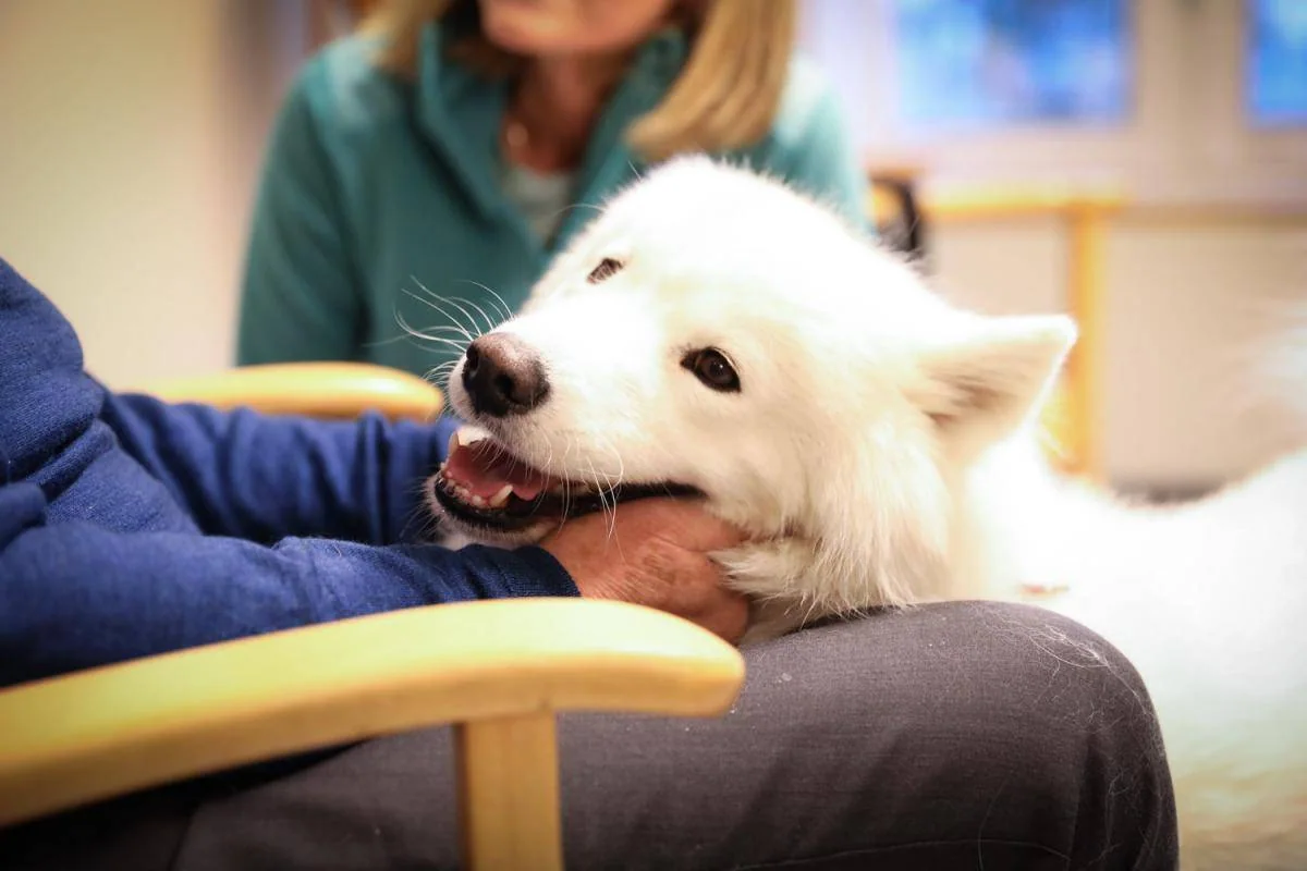 En hvit hund hviler hodet nær fanget til en person som klapper den.