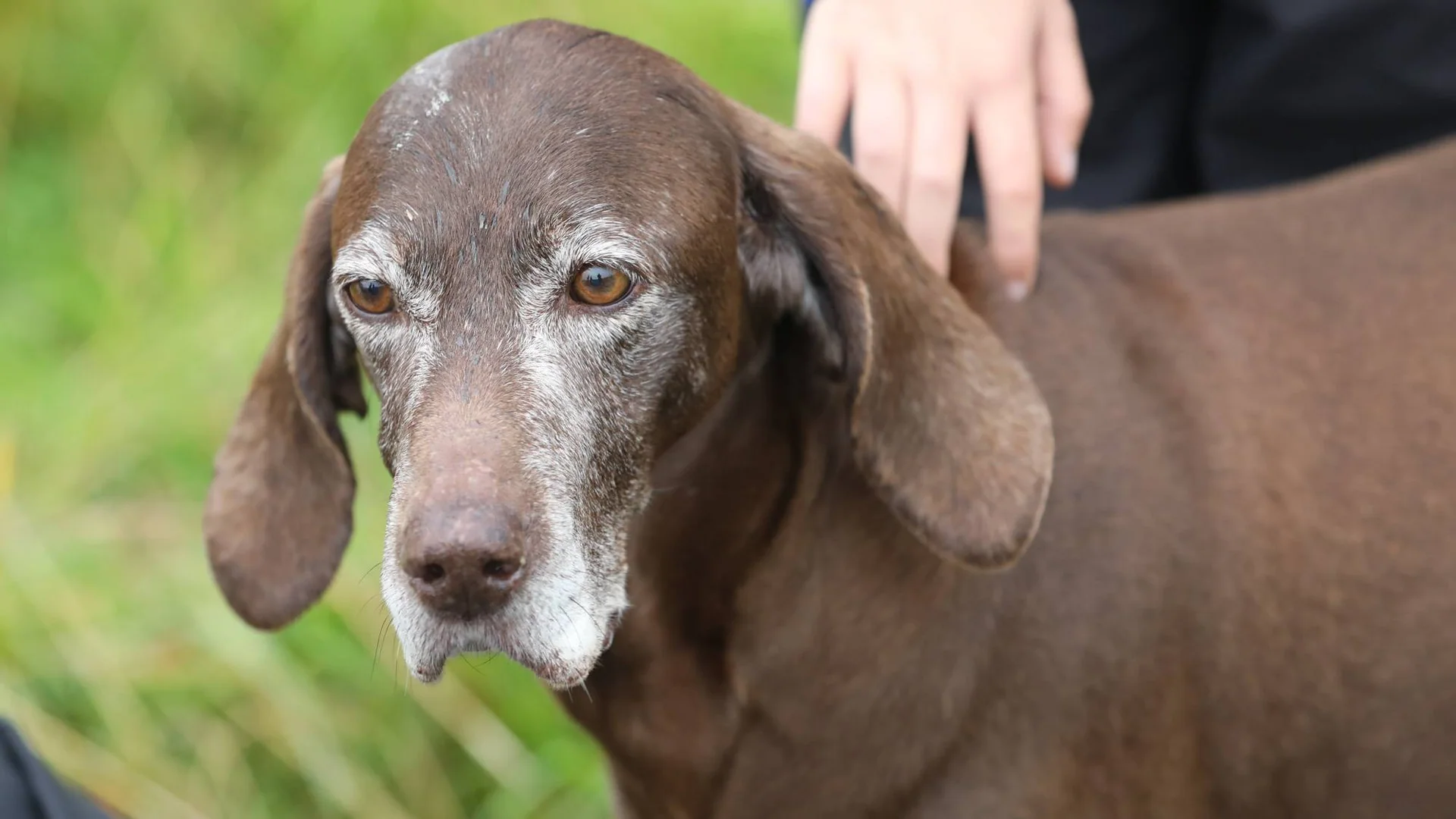 Brun hund som ser foran seg. Grønt gress i bakgrunnen og en hånd som klapper hunden på ryggen.