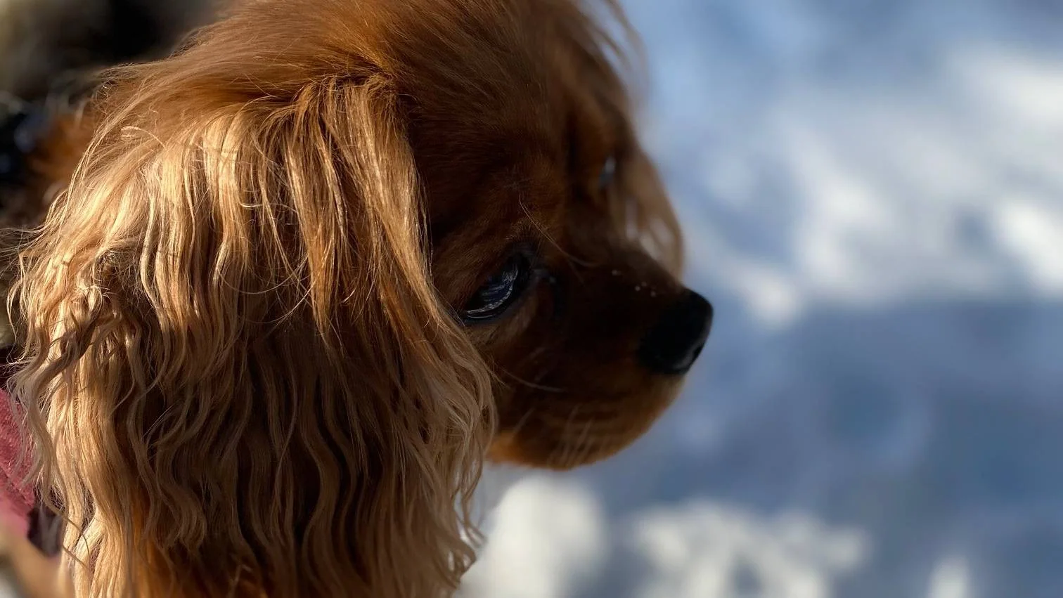 Nærbilde av hodet til en rødbrun hund i sollys.
