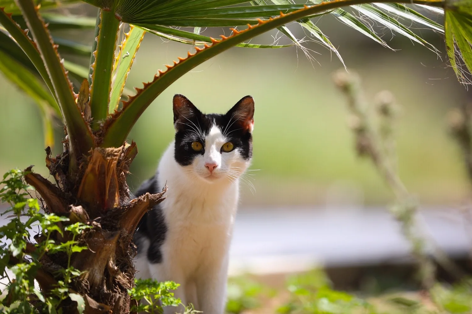 En svart og hvit katt kikker fram ved stammen til en palme.