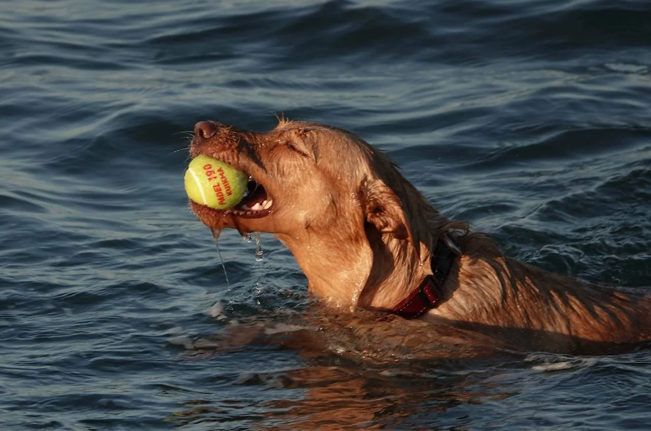 Gylden hund som svømmer i sjøen med en gul tennisball i munnen.