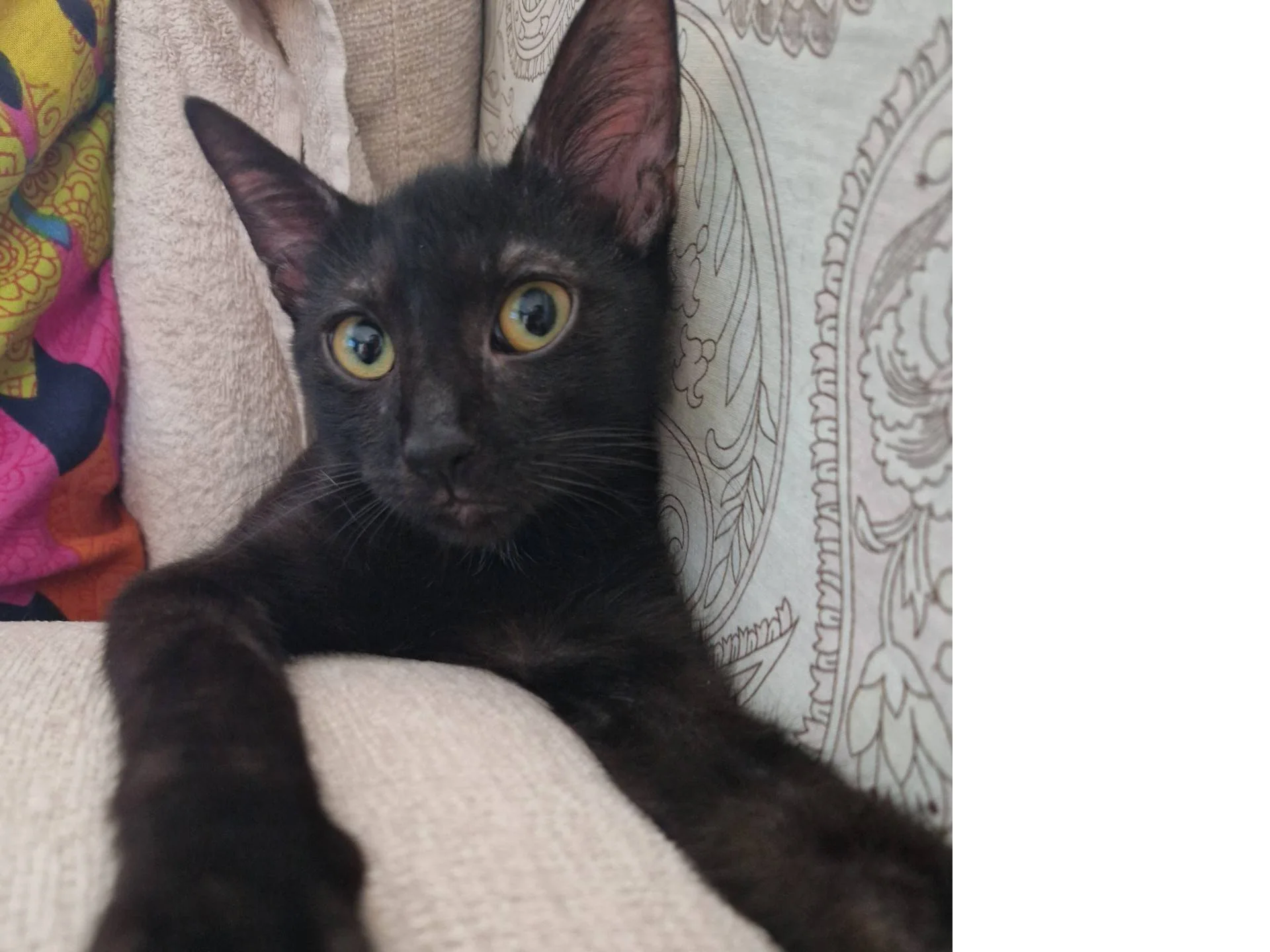 Socrates - en svart katt som ligger på ryggen med en dyne over seg og forpotene over dynekanten.