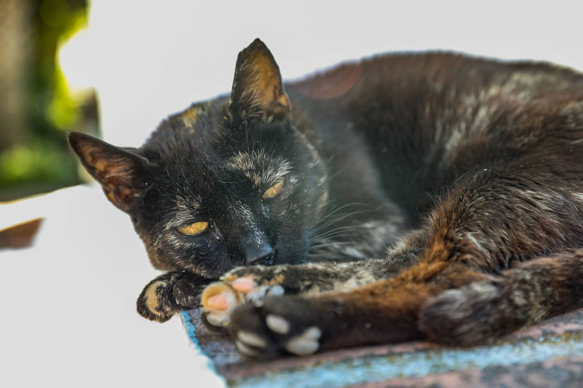 Svart katt med noen røde flekker som ligger og ser inn i kamera.