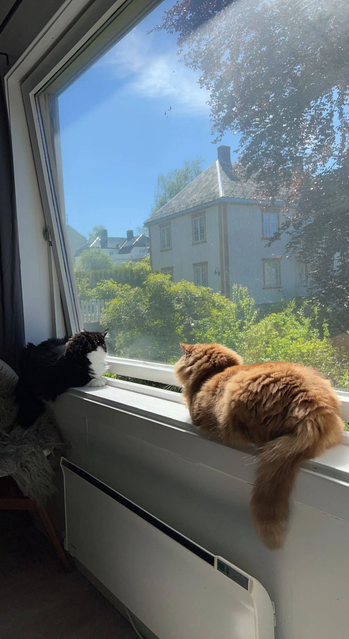 To katter ligger i en vinduskarm og ser ut