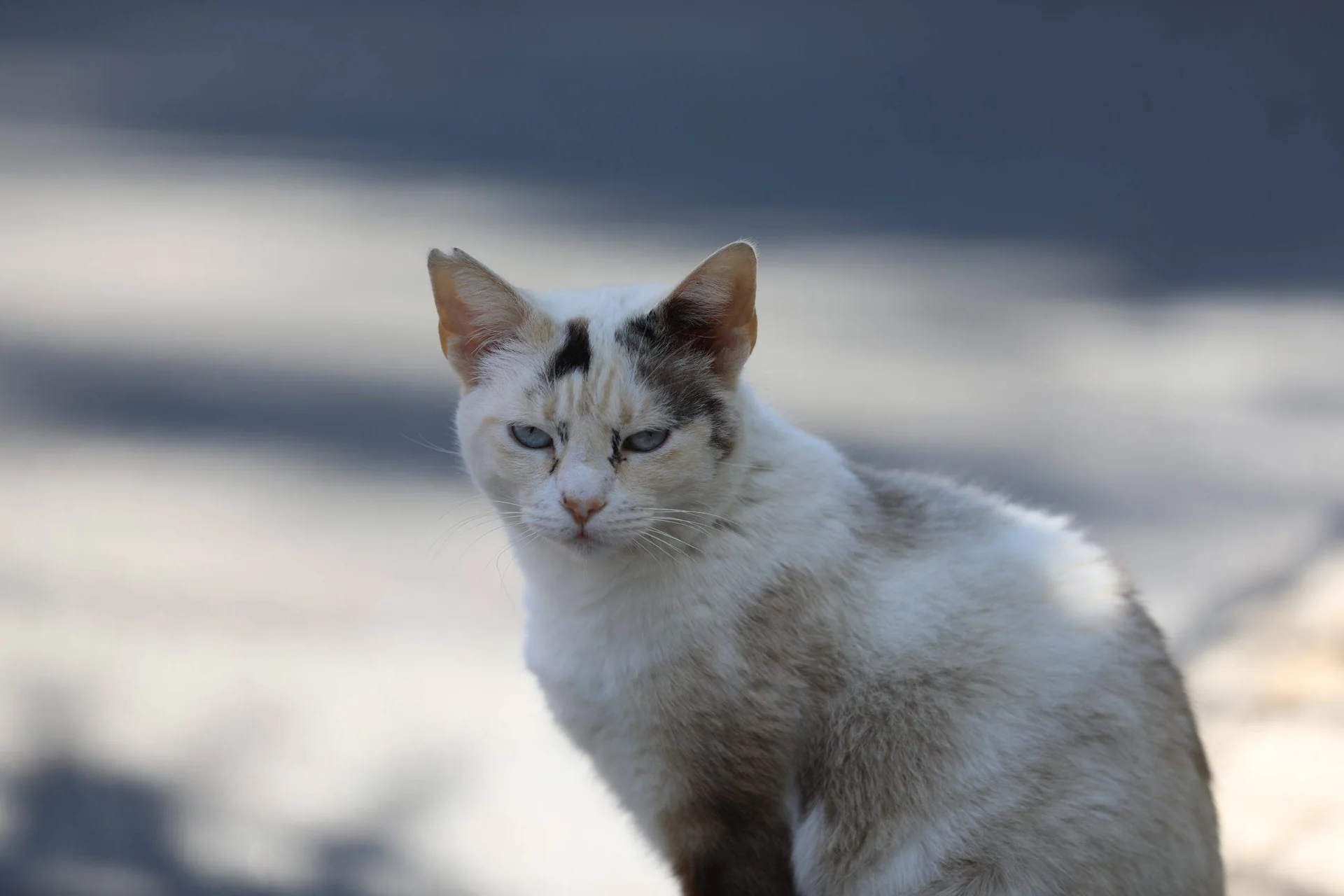 En lys katt med mørke tegninger sitter i skyggen utendørs.