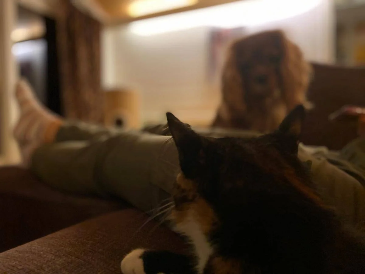 En katt hviler i forgrunnen mens en hund sitter lenger bak i rommet.