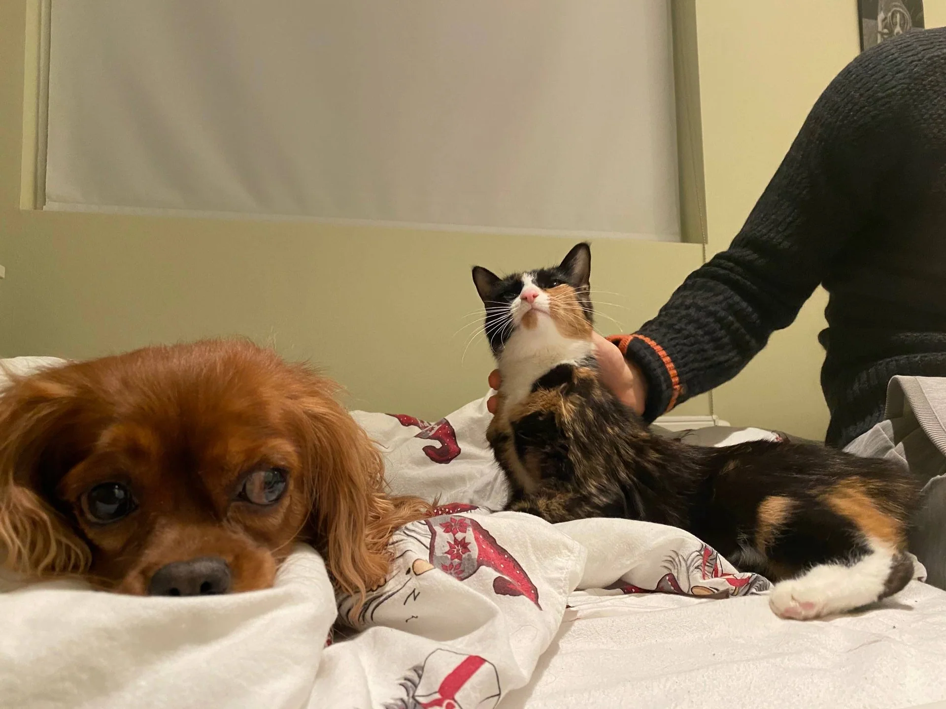 En hund ligger på sengen ved siden av en katt som blir klappet.