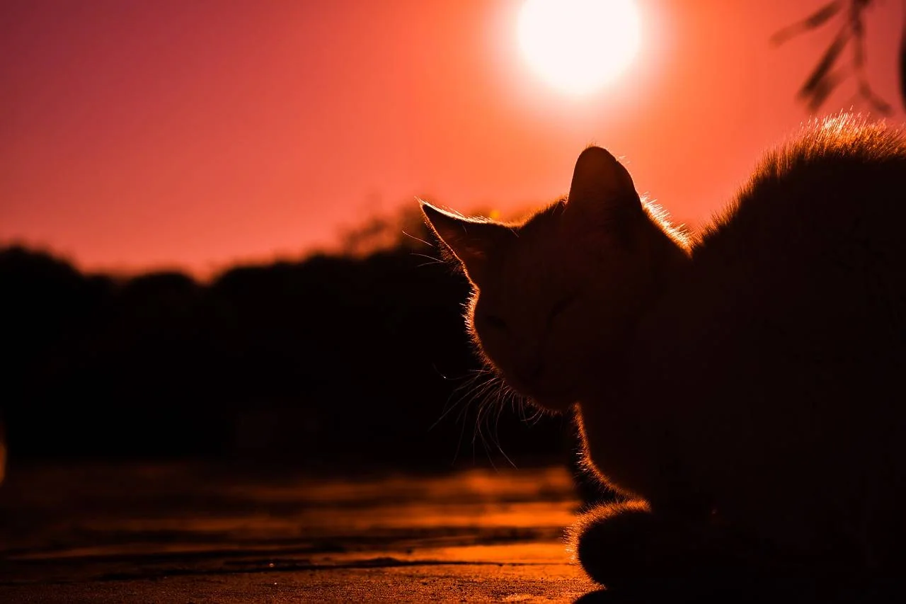 Silhuetten av en katt mot en rød solnedgang.