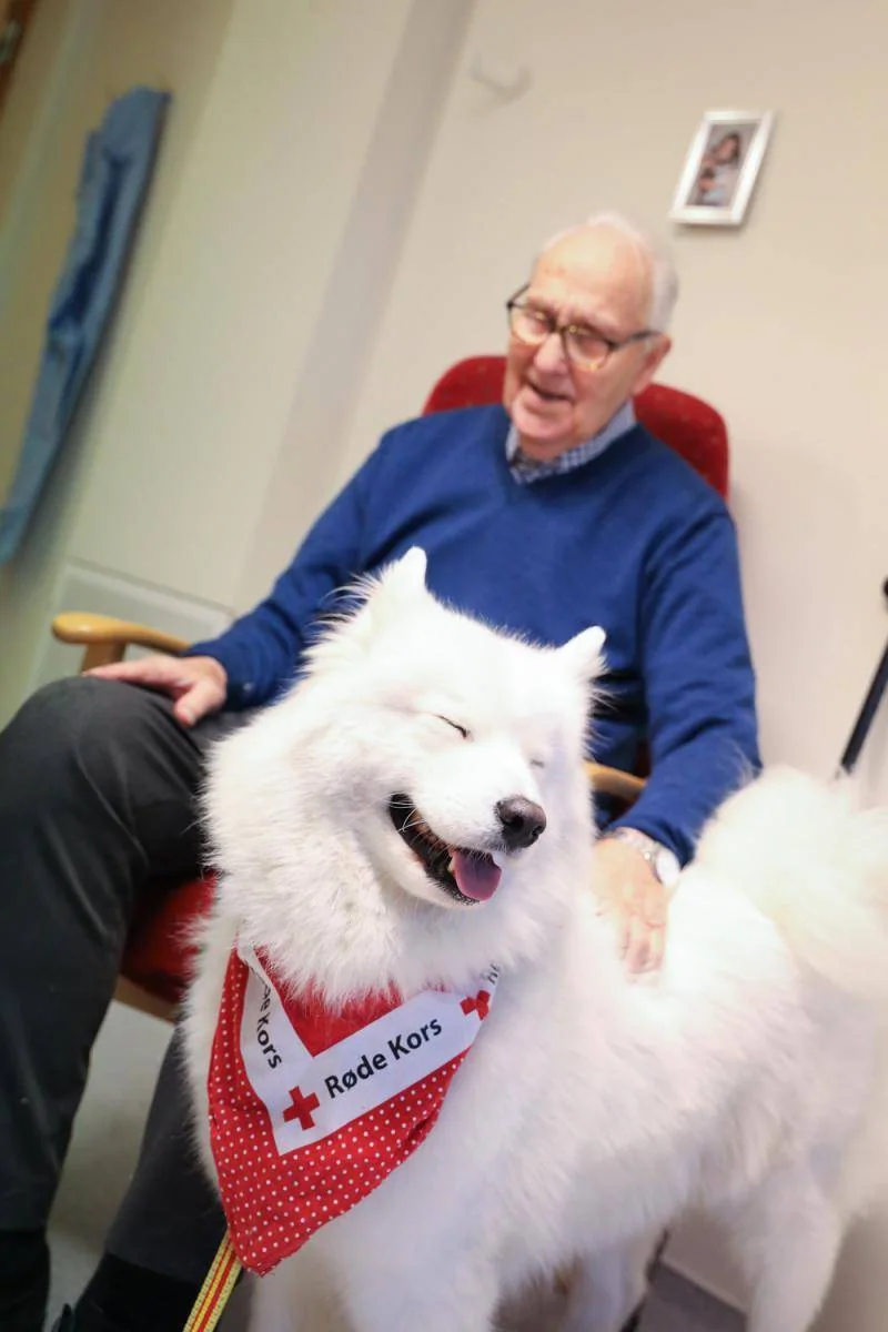 En hvit hund med rødt tørkle står ved en mann i en stol.