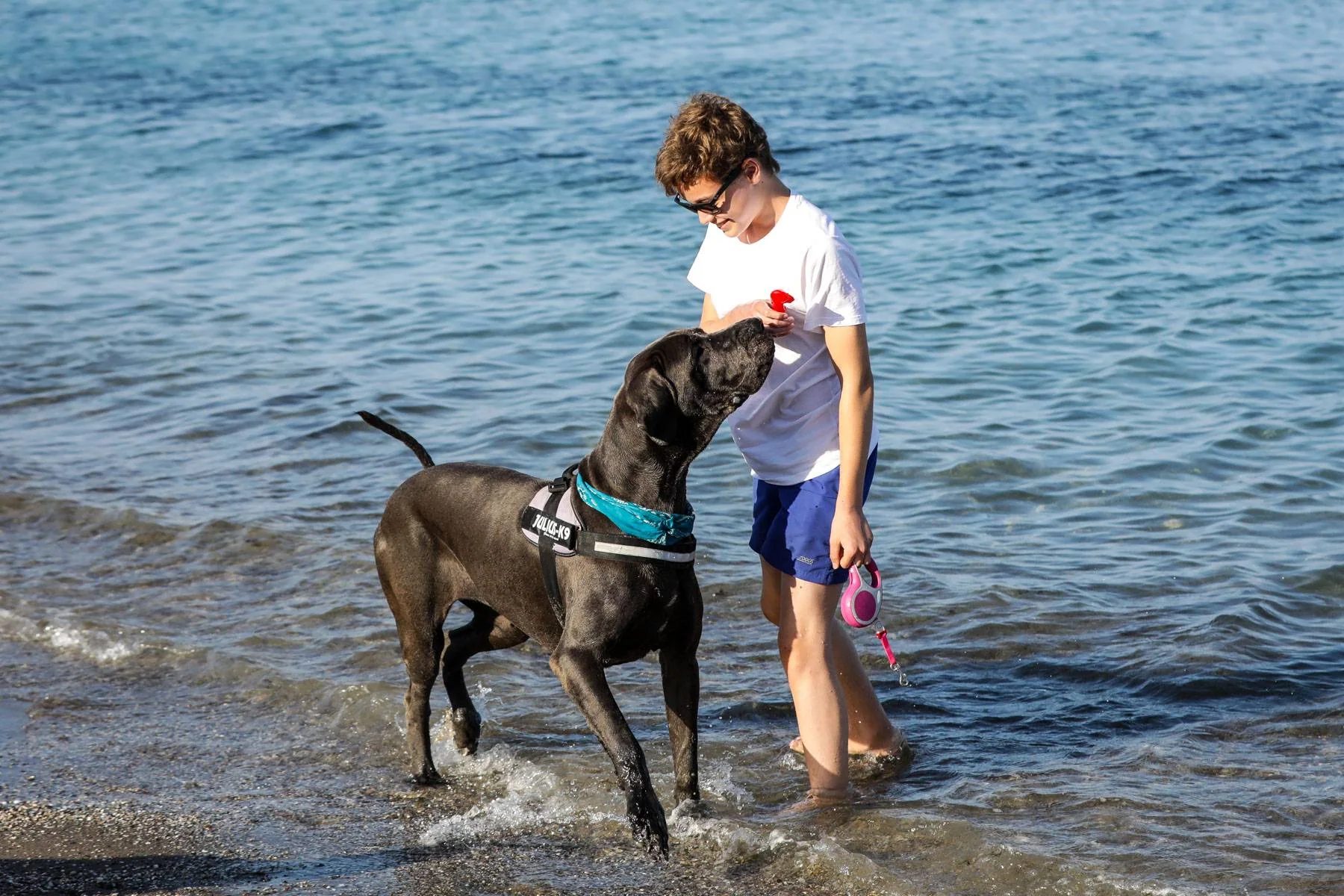Et barn står i vannkanten og klapper en stor, grå hund.