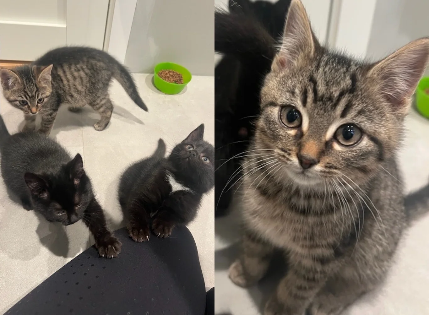 To bilder av kattunger som sitter på gulvet er satt sammen.