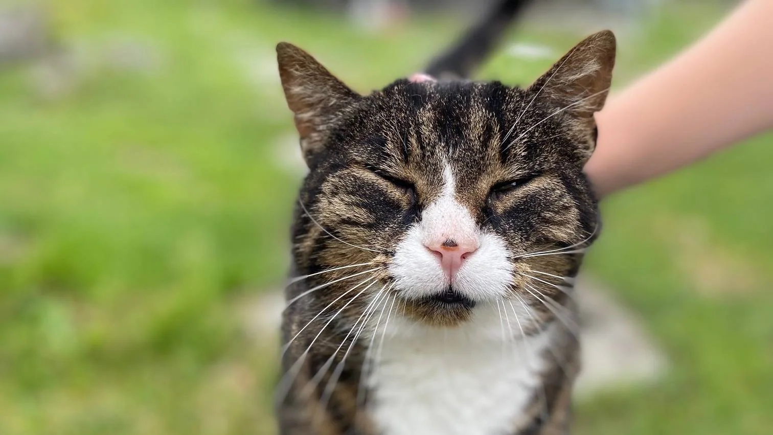 En stripete katt med hvitt bryst lukker øynene mens den blir klappet.