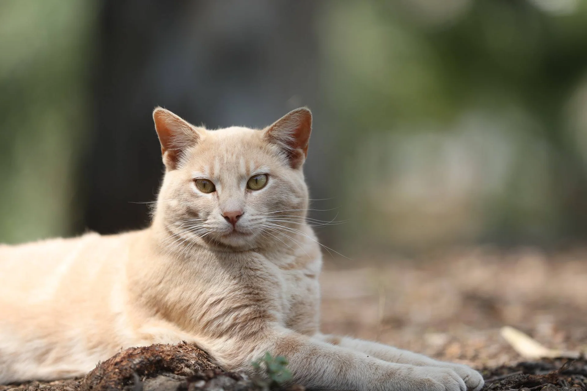 En lys oransje katt ligger med forpotene strukket ut på bakken.