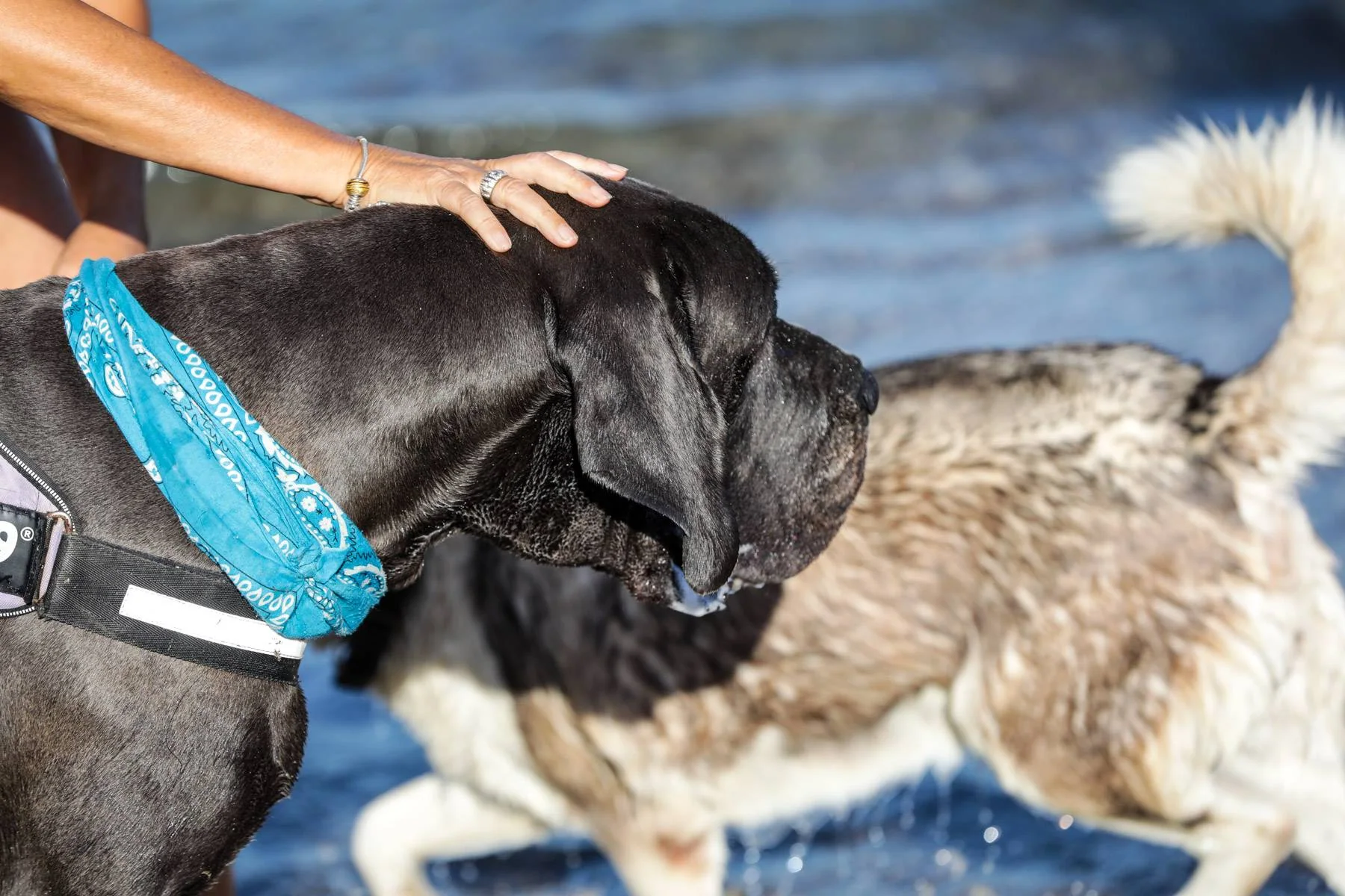 Stor svart hund som står i sjøkanten, med en hånd på hodet.