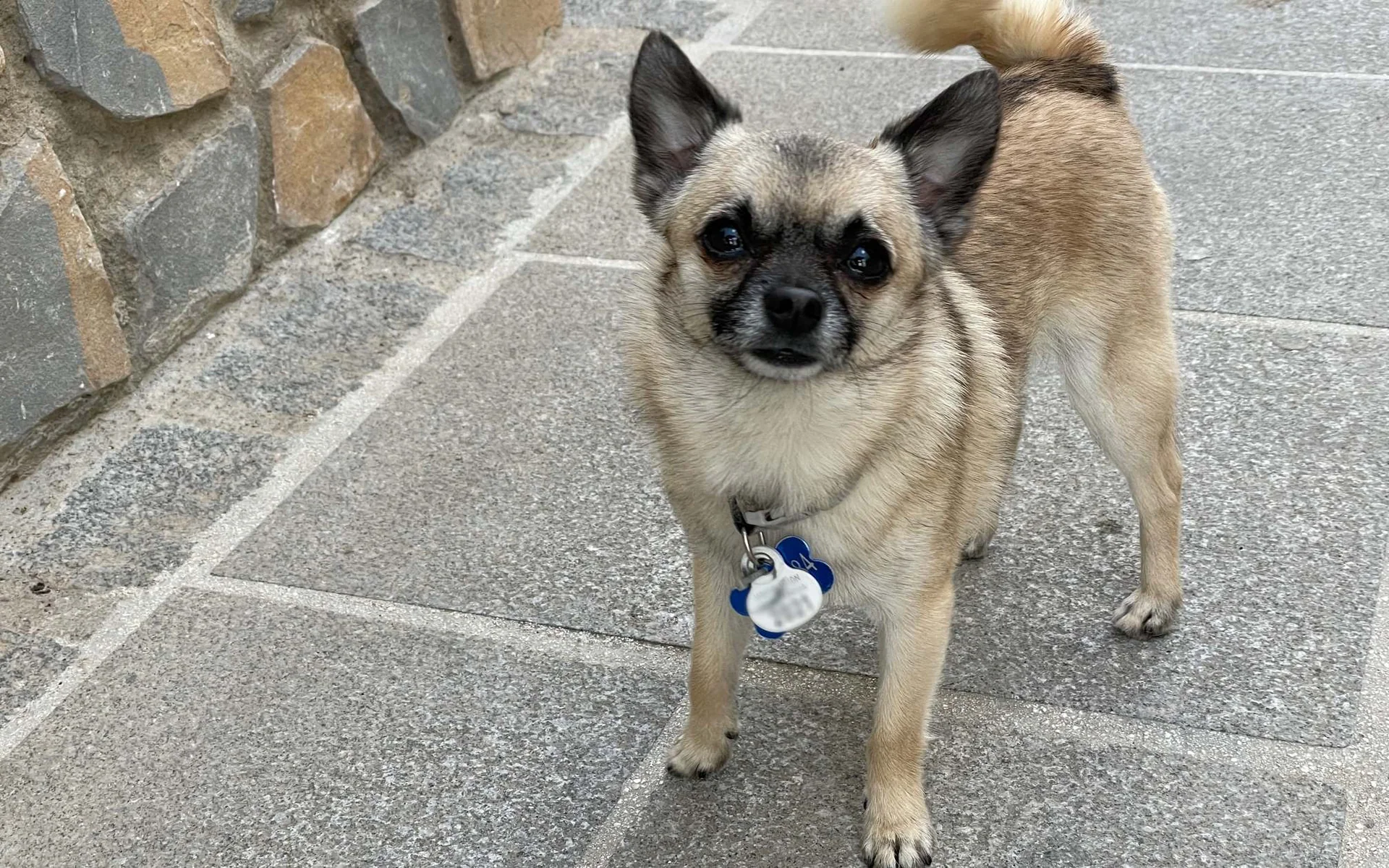 En liten, lys hund med mørk maske står på steinheller.