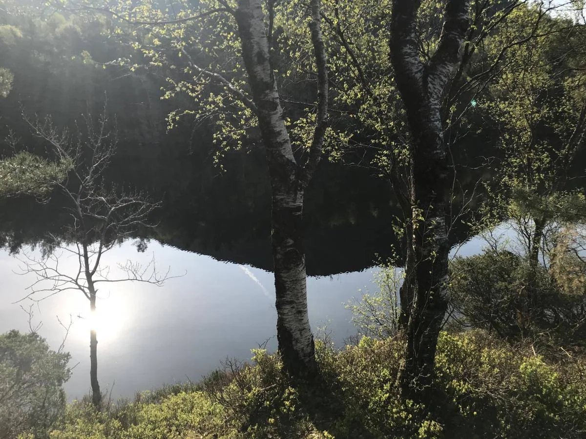 Solen speiler seg i et stille skogstjern mellom trær.