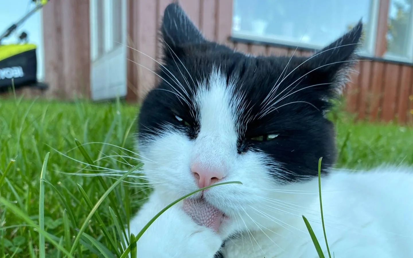 Nærbilde av ansiktet til en svart og hvit katt som slikker seg på poten. Ligger i gresset. Oransje hus i bakgrunnen.