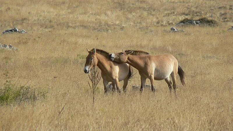 To Przewalskihester står sammen på steppene.