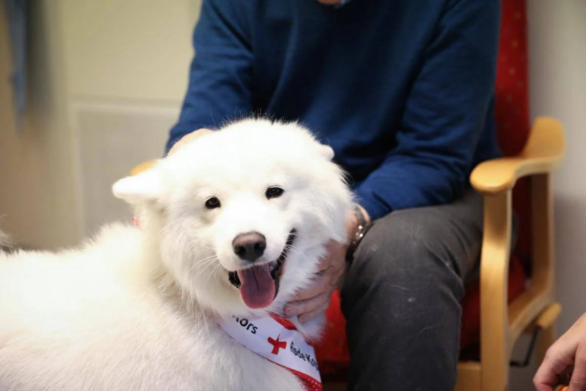 En hvit hund blir klappet av en mann i en stol.