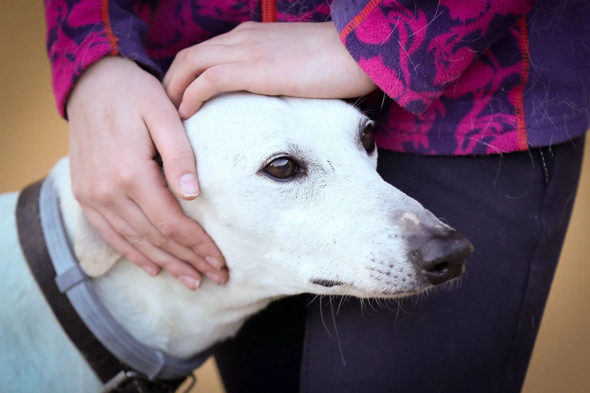 En hvit hund hviler hodet inntil en person som holder rundt den.