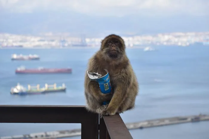 Makake spiser Pringles