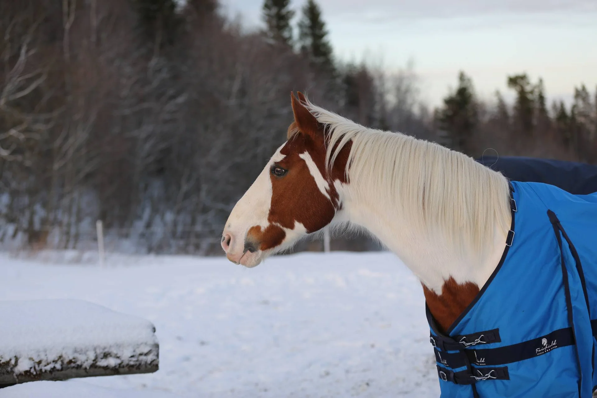 En brun og hvit hest med blått dekken står i snøen.
