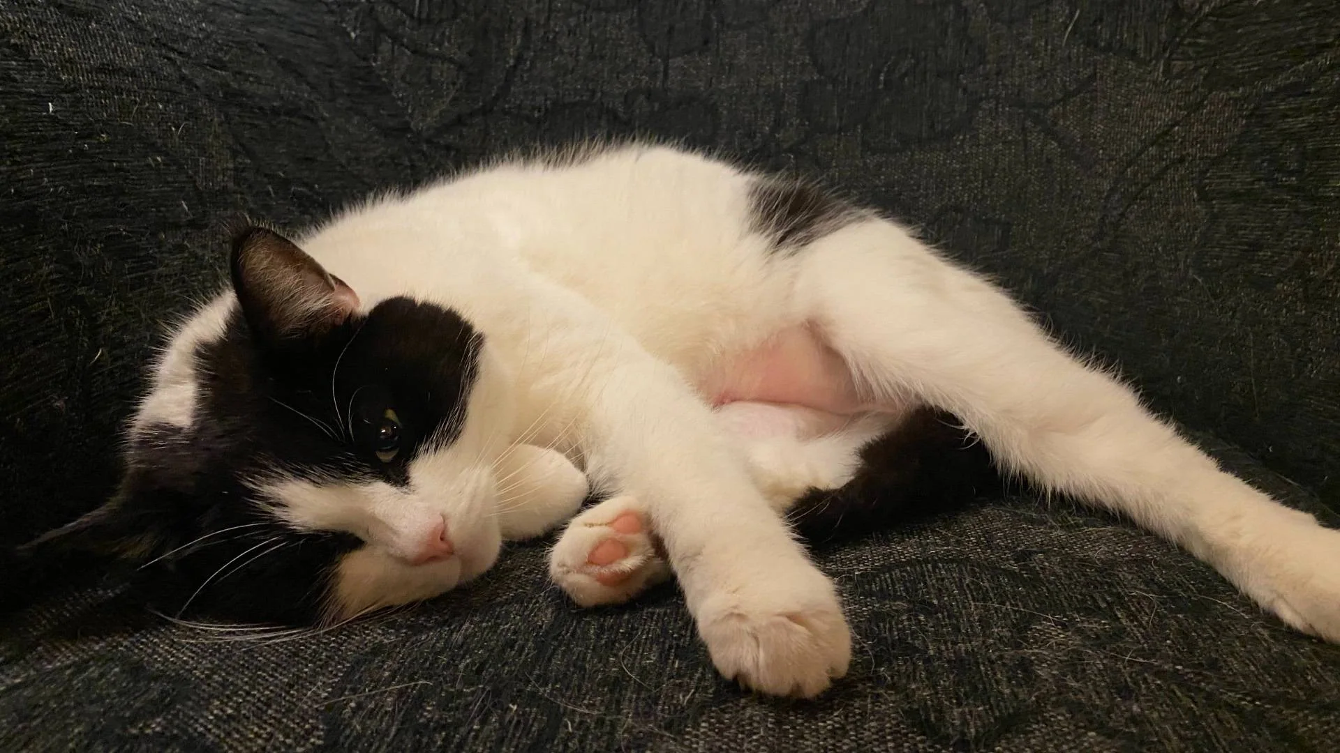 En svart og hvit katt sover på siden i en mørk sofa.