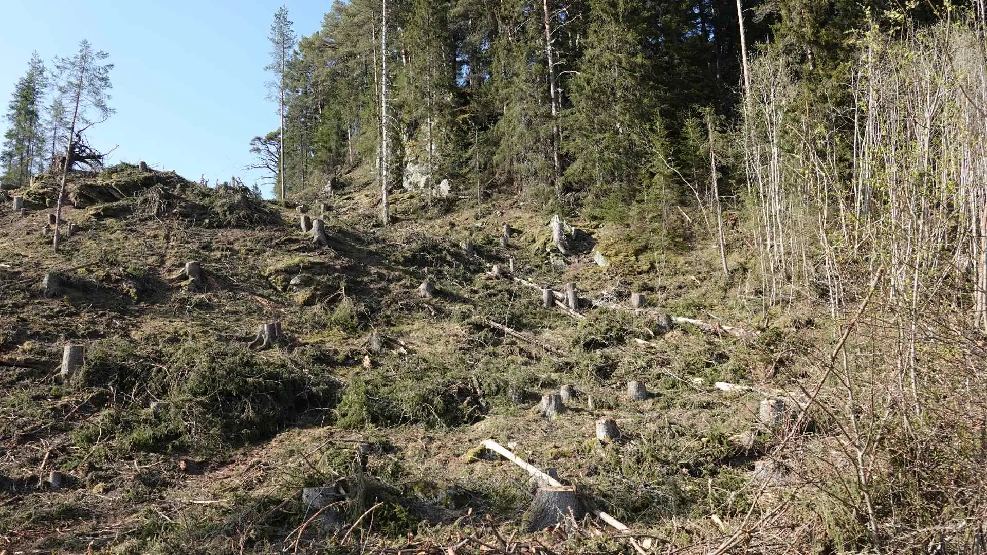Hogstfelt i skogen