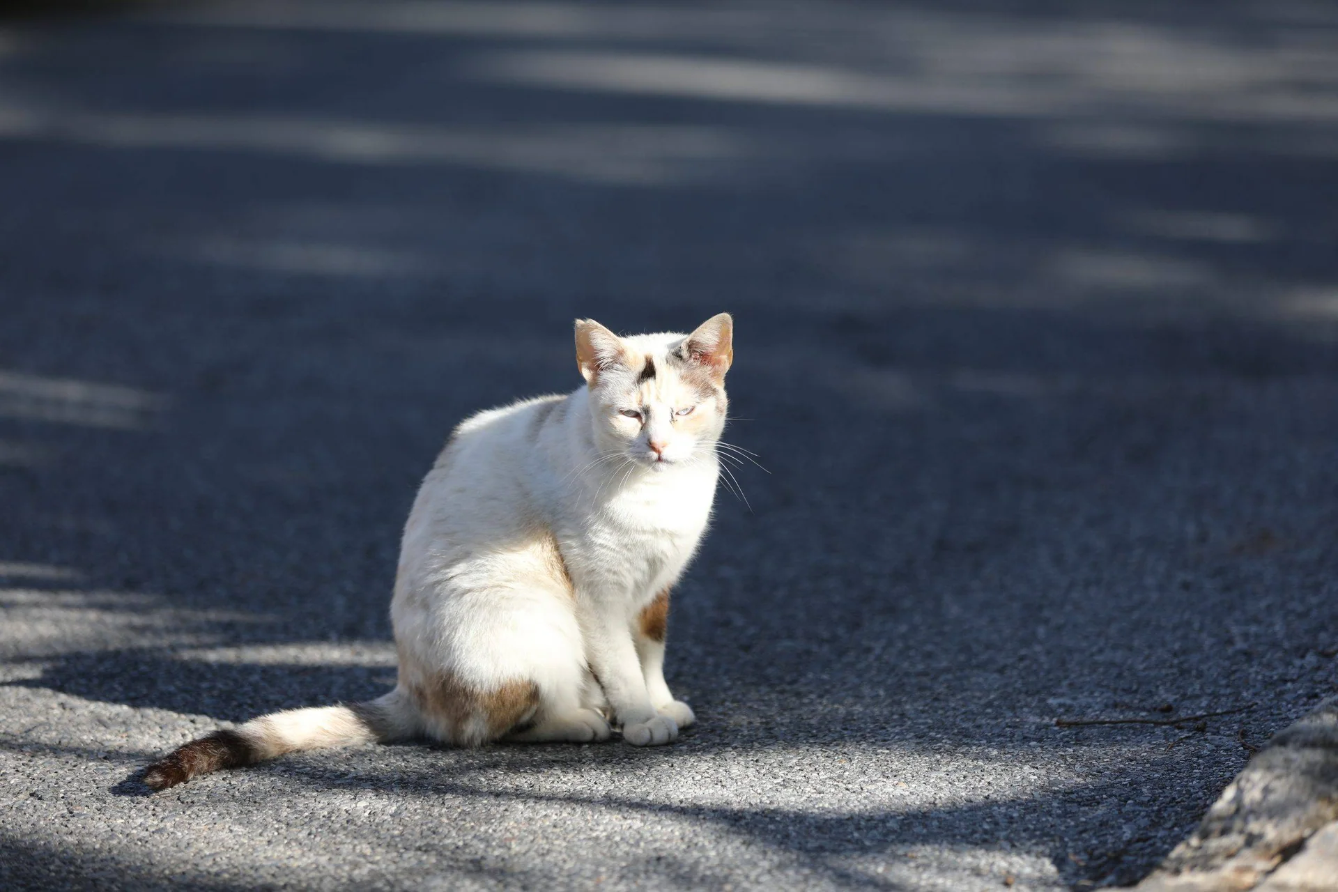 En lys katt sitter på asfalt i vekslende sol og skygge.