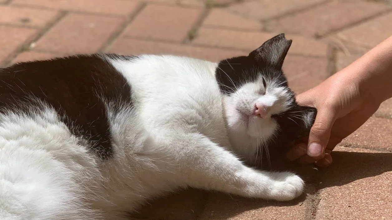 Svart og hvit katt som ligger på rød brostein og blir klappet.