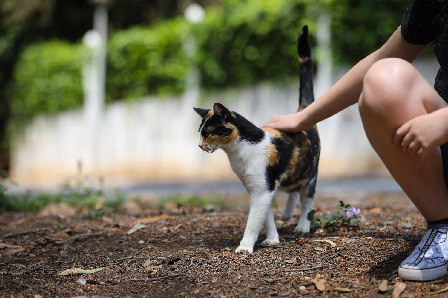 En person klapper en trefarget katt som står ute med halen rett opp.