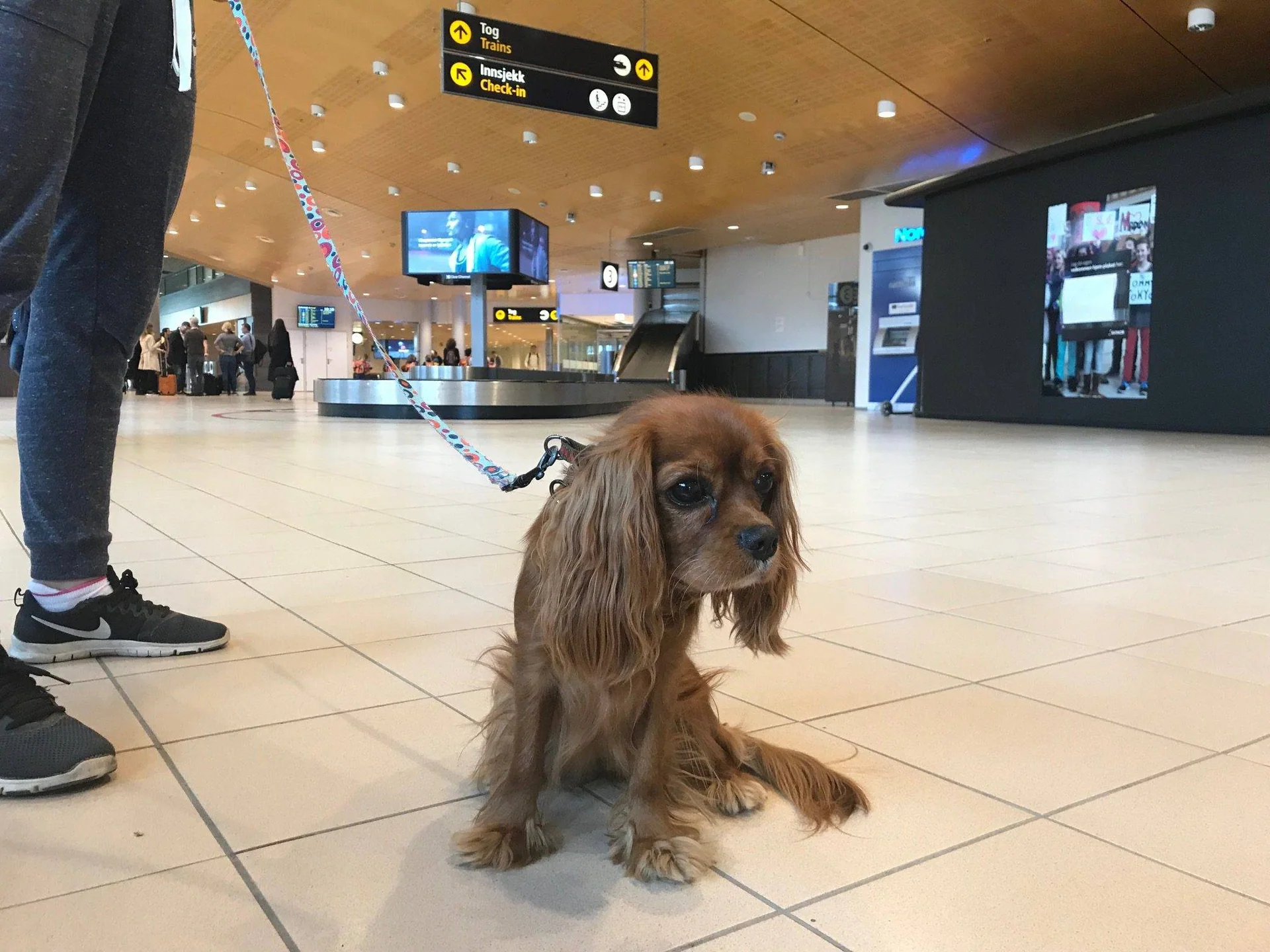 Liten brun hund sitter på hvitt flisgulv i avgangshallen på en flyplass.