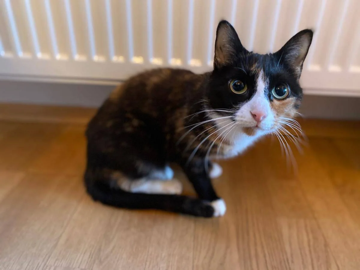 En trefarget katt sitter på et tregulv foran en radiator.