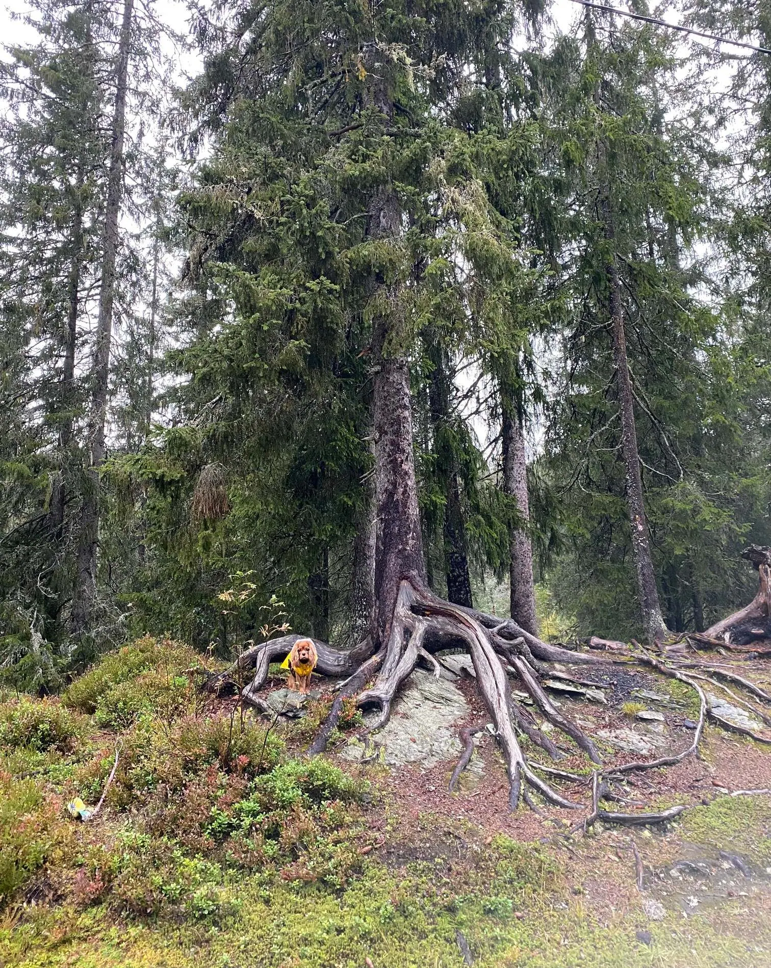 En liten hund står ved røttene til et gammelt grantre i skogen.