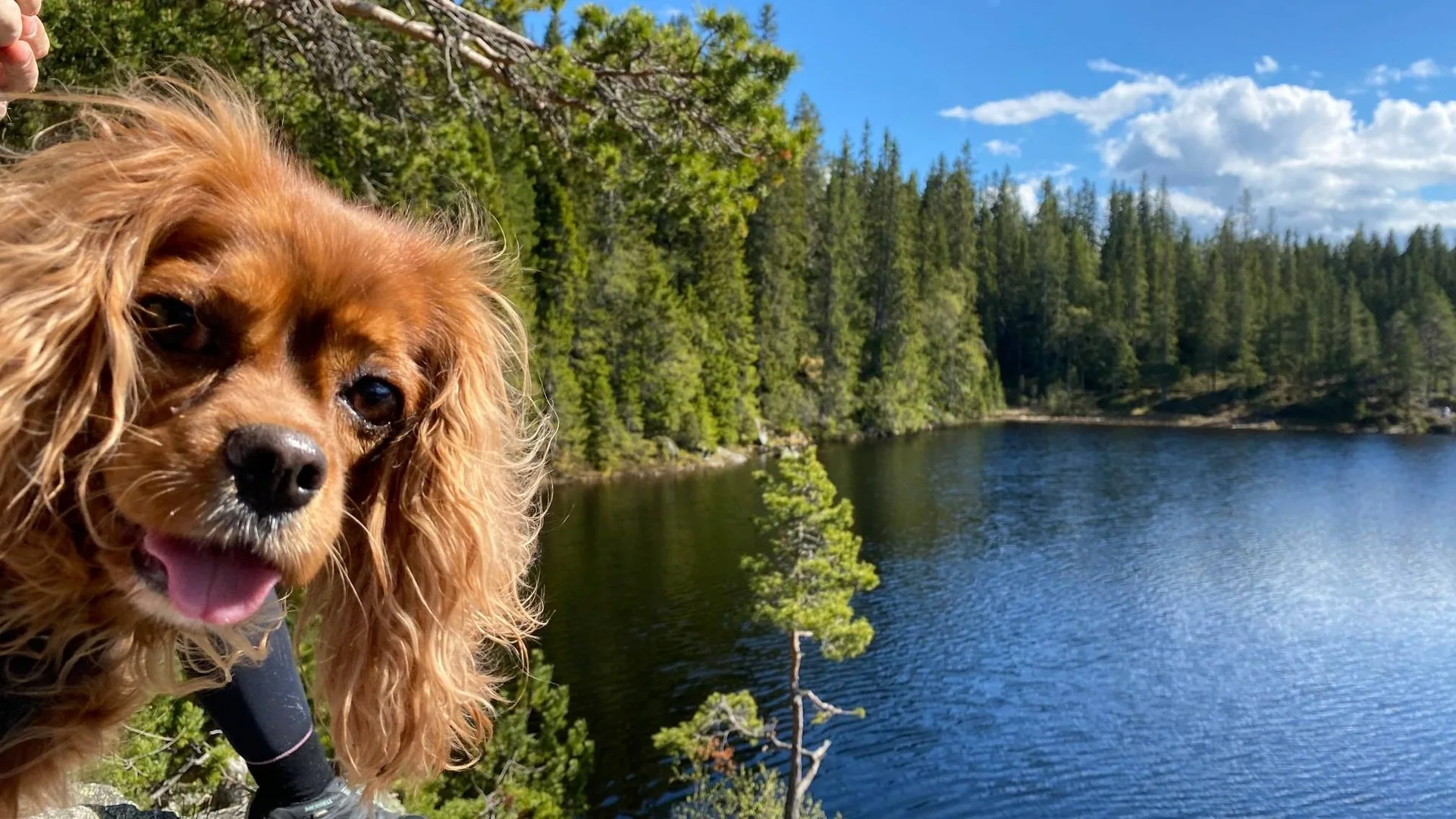 En rødbrun hund ved et skogsvann i solskinn.
