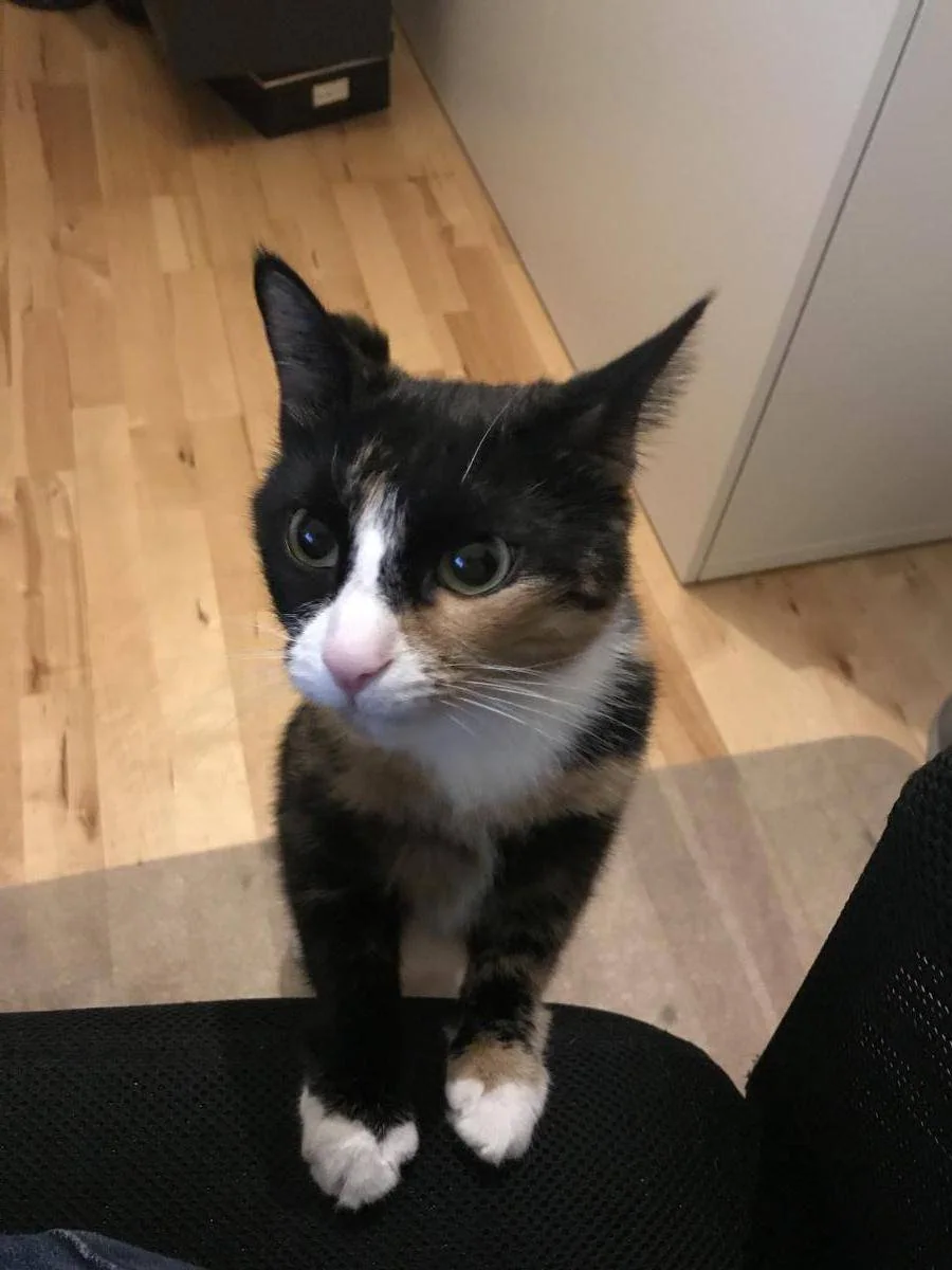 En trefarget katt står med forpotene på en stol og ser opp.