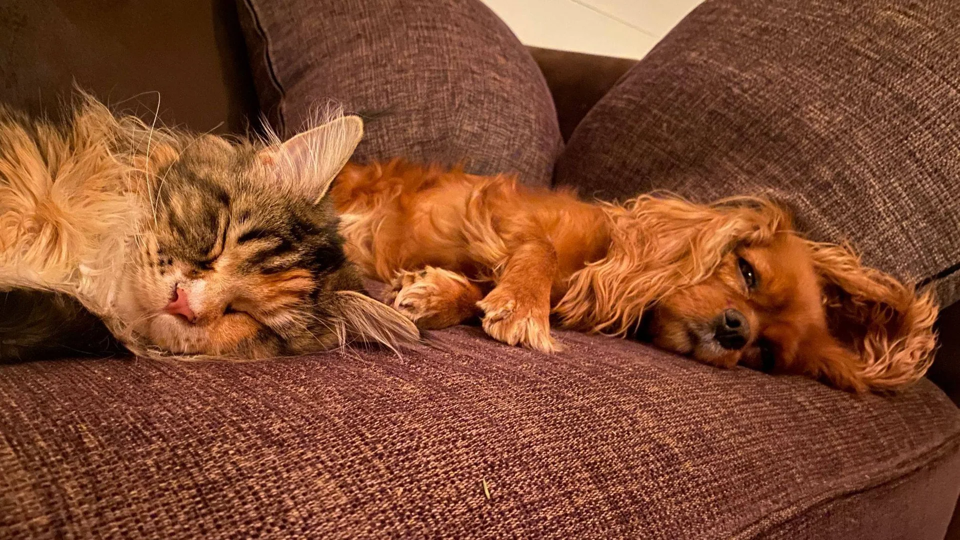 En langhåret katt og en liten, brun hund sover ved siden av hverandre i en sofa.