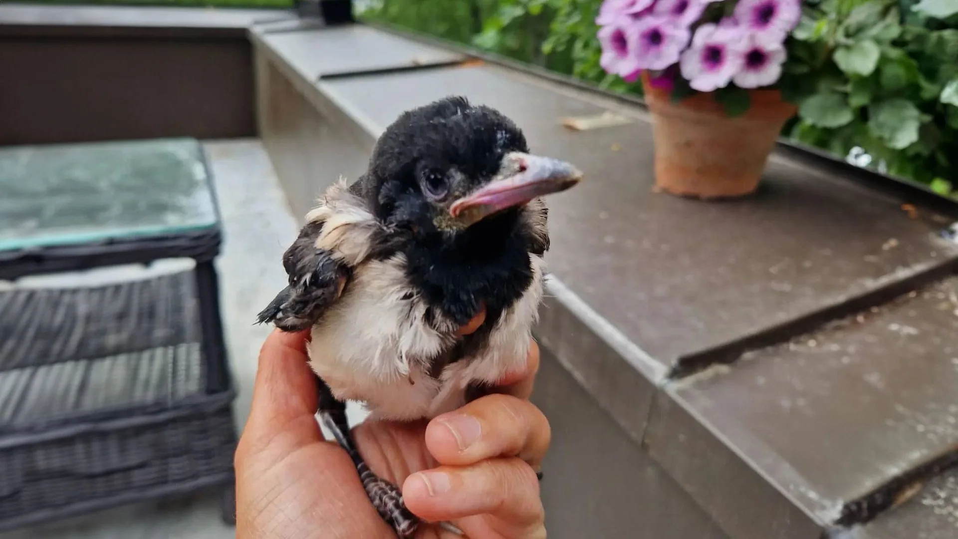 Skjæreunge som sitter i en hånd.