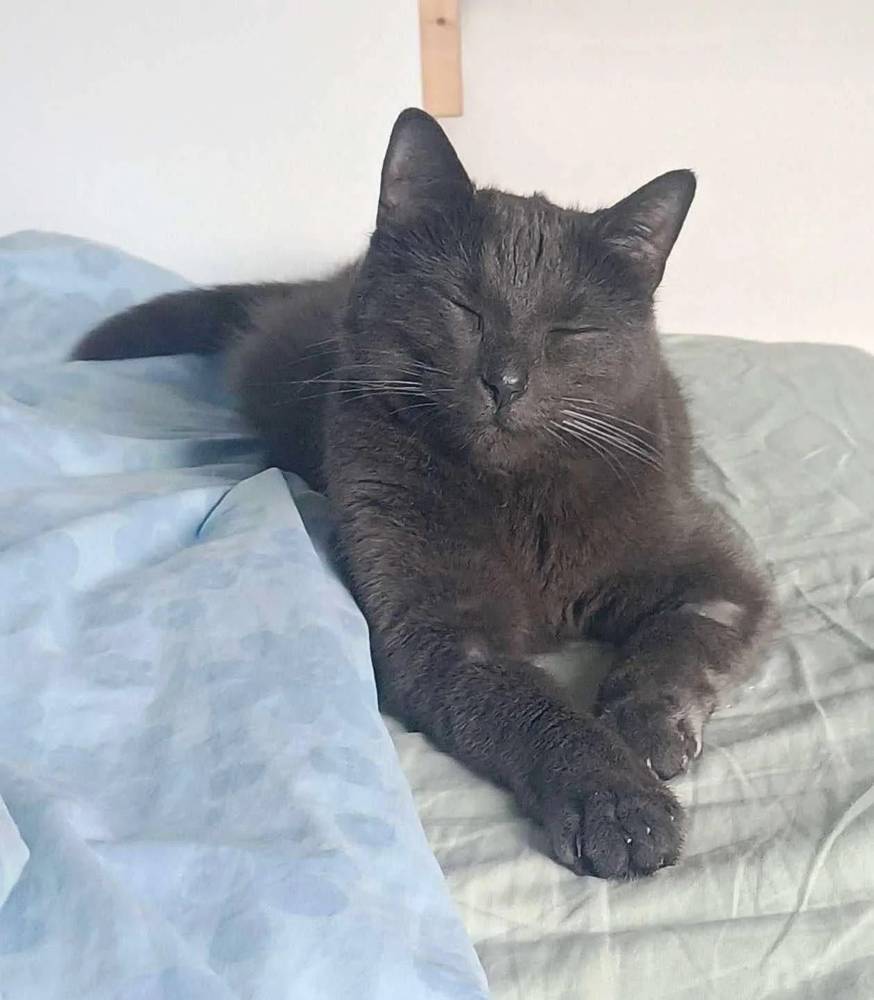 Katten Aske som ligger på en seng og koser seg.