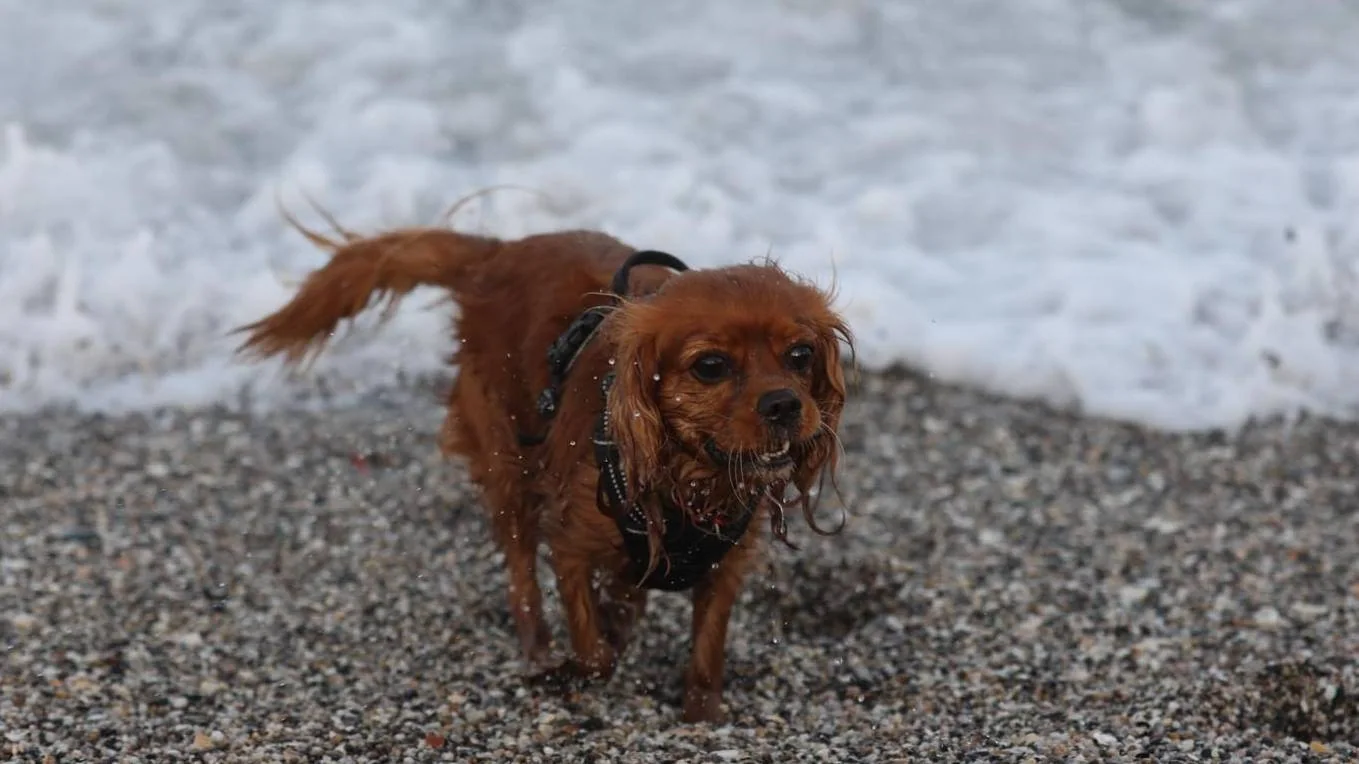 En våt, liten hund står på en steinete strand med bølger bak seg.