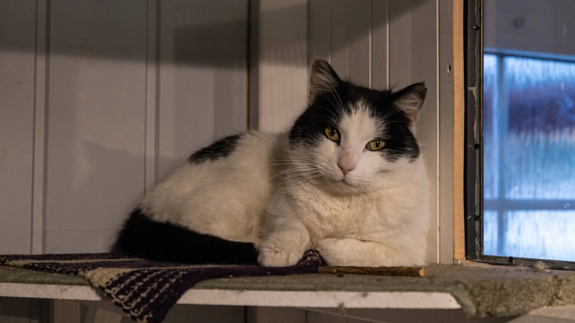 En svart og hvit katt ligger på en hylle ved et vindu.