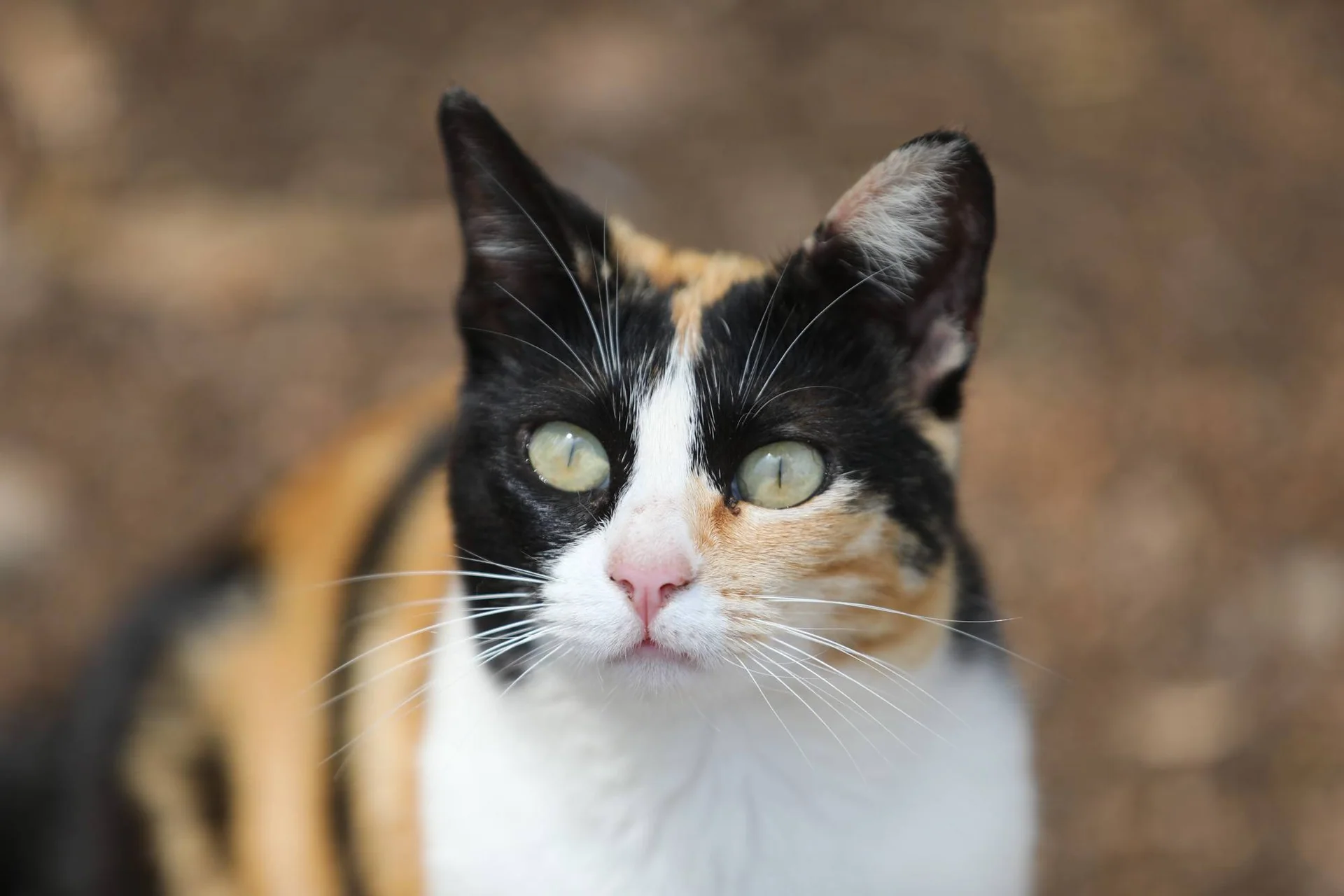 Nærbilde av en trefarget katt med hvit snute og grønne øyne.