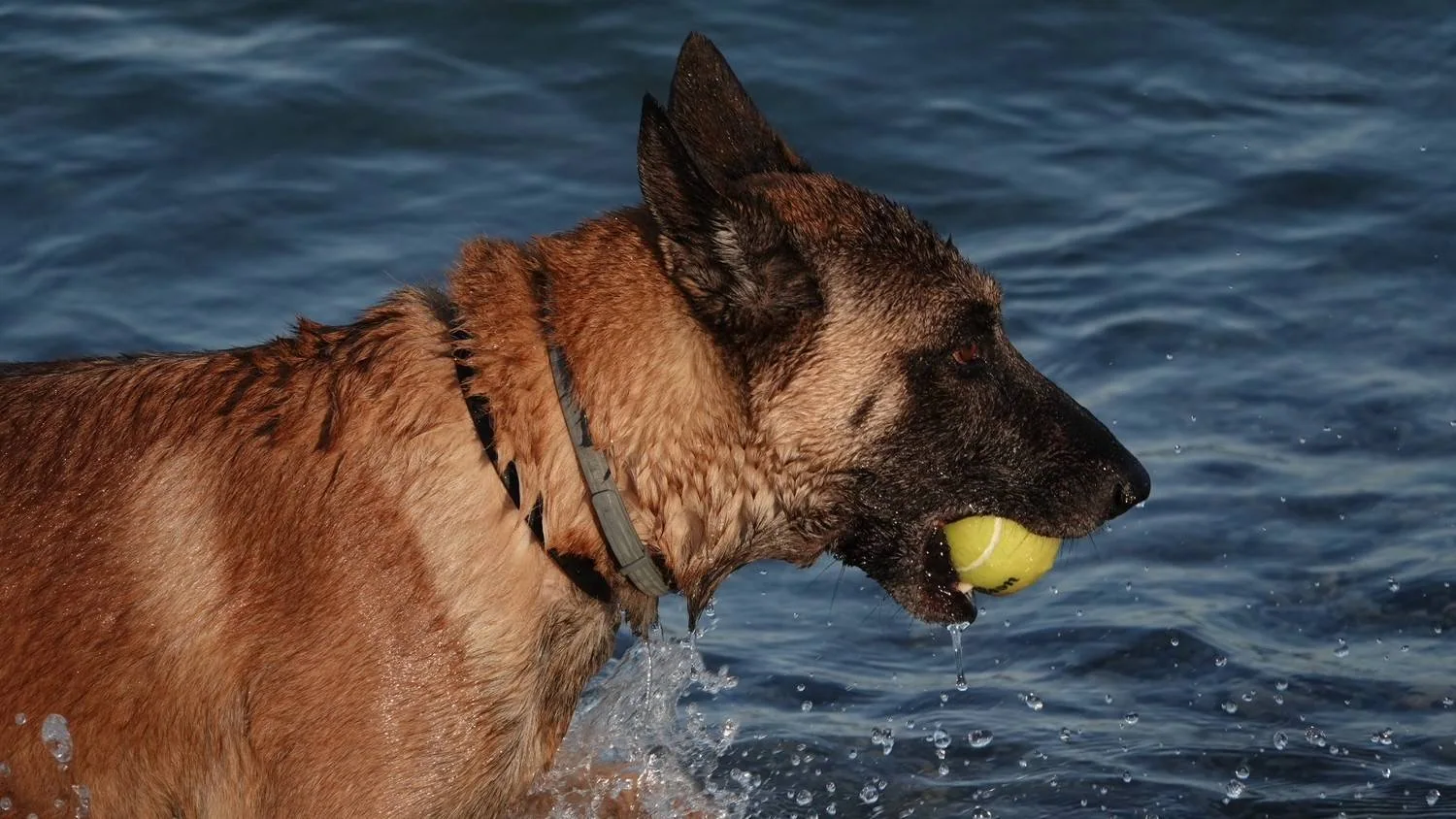 Hund som leker med en gul tennisball i sjøkanten.