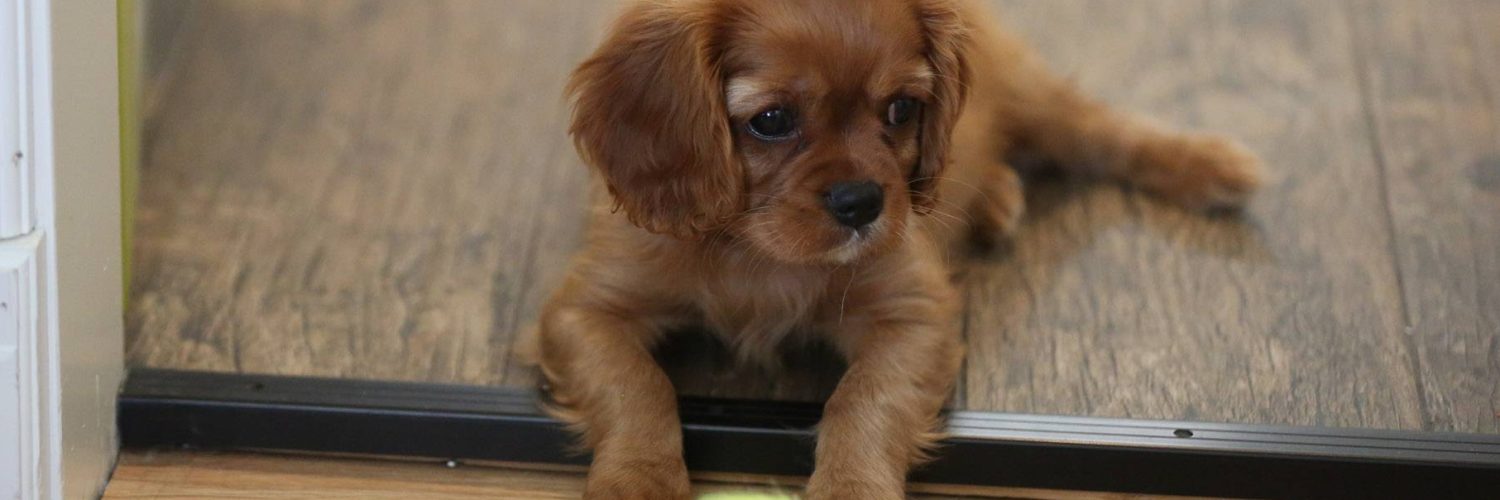 Valper kjøpt hos seriøse oppdrettere har bedre helse og færre atferdsproblemer.