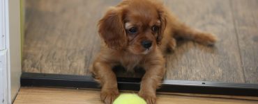 Valper kjøpt hos seriøse oppdrettere har bedre helse og færre atferdsproblemer.