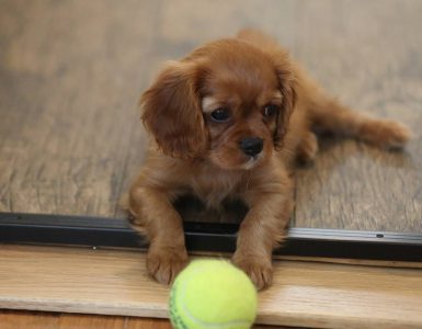 Valper kjøpt hos seriøse oppdrettere har bedre helse og færre atferdsproblemer.