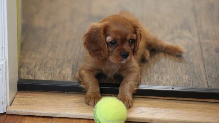 Valper kjøpt hos seriøse oppdrettere har bedre helse og færre atferdsproblemer.