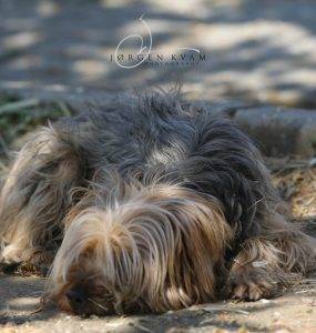 Illustrasjonsfoto: Liten, langhåret grå, brun og kremfarget hund som ligger og sover like ved en fortauskant.