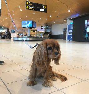 Liten brun hund sitter på hvitt flisgulv i avgangshallen på en flyplass.
