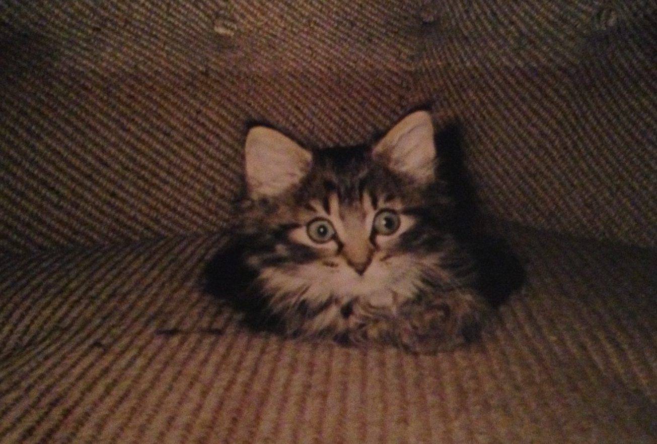 babySif - Dyr og folk